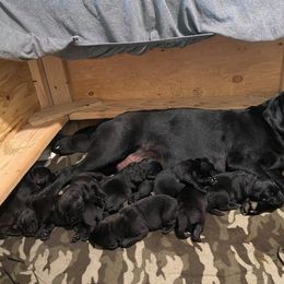 Labrador Retriever Puppies from Corner Crest Labs