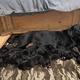 Labrador Retriever Puppies from Corner Crest Labs