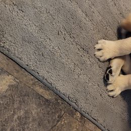 Labrador Retriever Puppies from Logan Acre Labradors