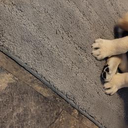 Labrador Retriever Puppies from Logan Acre Labradors