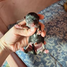 Esperanza(Hope) - Black sabled fawn female Chihuahua puppy in Haines City, Florida from Kassafina Kennel