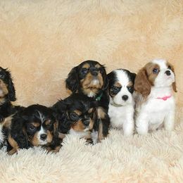 Cavalier King Charles Spaniels and Cavapoos from Homeland Cavaliers and Cavapoos