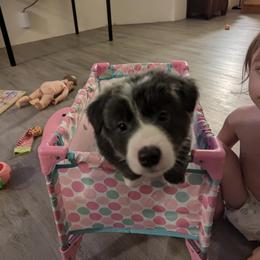 Border Collie Puppies from Athena’s Collies