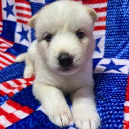 AKC Marble - White female Siberian Husky puppy in Centreville, Maryland from Huskies By the Bay