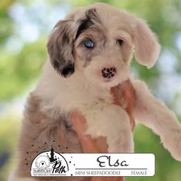 Elsa - Blue merle and white female Sheepadoodle puppy in Cleveland, Tennessee from Narrow Path Old English & Sheepadoodles