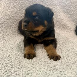 Thunder - Black and mahogany male Rottweiler puppy in Parker, Colorado from Denver Rottweilers