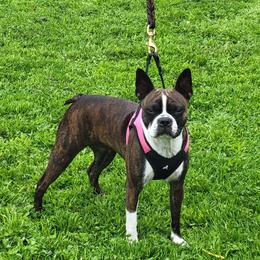 Stella - Boston Terrier