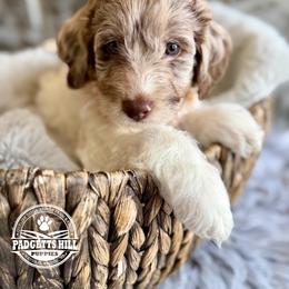 Luna - Merle female Goldendoodle puppy in Natural Bridge, Virginia from Padgetts Hill Puppies