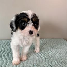 Anna - Black tri-color female Aussiedoodle puppy in Adams, Nebraska from Boxcar Doodles and Poodles
