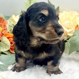 Flick - Black and cream male Dachshund puppy in Exeter, California from Sawtooth Miniature Dachshunds