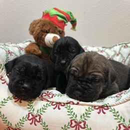 Lisa - Black brindle female Cane Corso puppy in Lancaster, California from Catanzaro Cane Corso