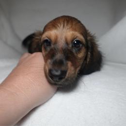 Maverick - Red male Dachshund puppy in Texarkana, Texas from Lolo&CoDachshunds