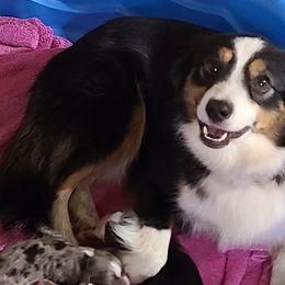 Bean - Toy Australian Shepherd