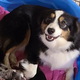 Bean - Toy Australian Shepherd