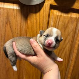 Jane - Red female Pembroke Welsh Corgi puppy in Delton, Michigan from CorGizmo