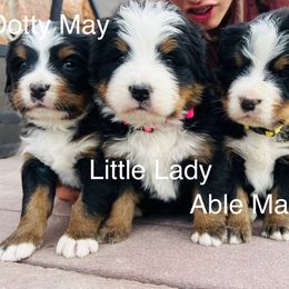 Dotty May - Black rust and white female Bernese Mountain Dog puppy in Paradise Valley, Nevada from Bayles Berners