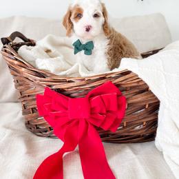 Bernedoodle and Cavapoo Puppies from Wonderful World Doodles