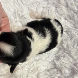 Delilah - Black and white female Shih Tzu puppy in North Port, Florida from MarQue Shih Tzus