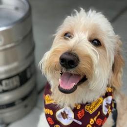 Luna - Goldendoodle