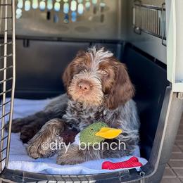 Wirehaired Pointing Griffon Puppies from Dry Branch