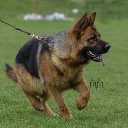 Sava  - German Shepherd