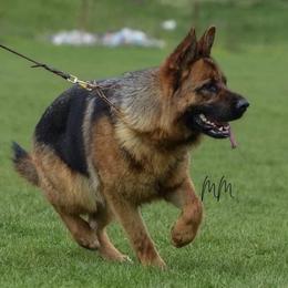 Sava  - German Shepherd
