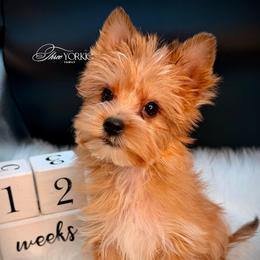 Boy 2 green - Tan male Yorkshire Terrier puppy in Machesney Park, Illinois from Three Yorkie Family