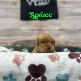 Spruce - Yellow male Dilute Retriever puppy in Forest City, Iowa from Helm Labs