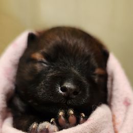 Pomeranian Puppies from Sherlock’s Poms