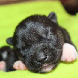 Pink - Black tan and white female Siberian Husky puppy in Le Sueur, Minnesota from Tevana Siberians LLC