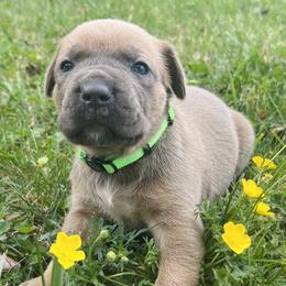 Light Green Collar - Gray and fawn male Cane Corso puppy in Kingsport, Tennessee from Gray Cane Corsos