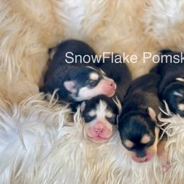 Pomsky puppies from Island Pomskies