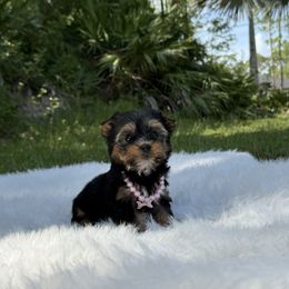 Yorkshire Terrier puppies from 🤎 Dreaming Puppies 🐶