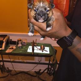 Boy 1 - Chocolate male Shih Tzu puppy in Memphis, Tennessee from Lady Class Kennel