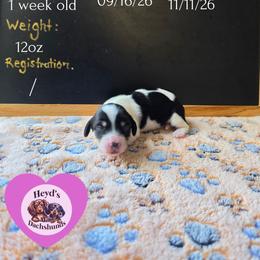 Crysta - Piebald female Dachshund puppy in Hoquiam, Washington from Heyd's Mini Dachshunds