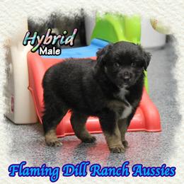 Hybrid - Black tri male Miniature Australian Shepherd puppy in Forestburg, Texas from Flaming Dill Ranch Aussies