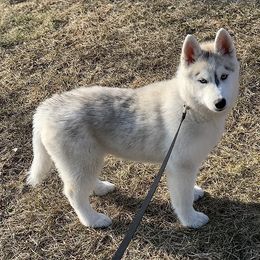 Siberian Husky Puppies from Myths and Legends Siberian Huskies