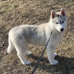 Siberian Husky Puppies from Myths and Legends Siberian Huskies