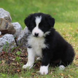 Border Collie puppies from Lil Maine Border Collies