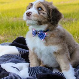 Aussiedoodle Puppies from Gore Doodle Ranch