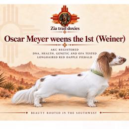 Weiner - Dachshund