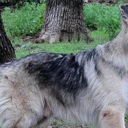 German Shepherds from Loujuan German Shepherd Dogs