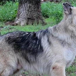 German Shepherds from Loujuan German Shepherd Dogs