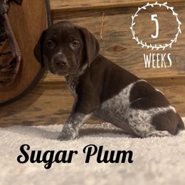Sugar Plum - White and liver German Shorthaired Pointer puppy in Social Circle, Georgia from Social Point Gun Dogs