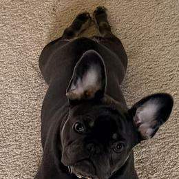 French Bulldog All Grown Up from Pawsitive Frenchies