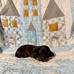 Cinnamon - Red female Dachshund puppy in Nampa, Idaho from 208 Wiener Wiggle Butts LLC