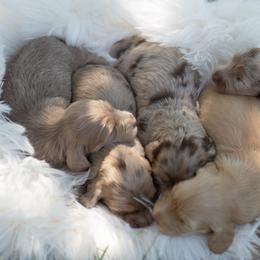 Dachshund Puppies from Natasha Vohs