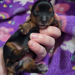 Olivia - Black and tan female Yorkshire Terrier puppy in West Enfield, Maine from GRIFFEY'S SPA AND KENNEL