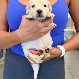 Golden Retriever Puppies from Robinson Retrievers