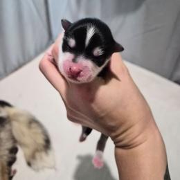 Nova - Black and white female Pomsky puppy in Valparaiso, Indiana from Valparaiso Pomskys